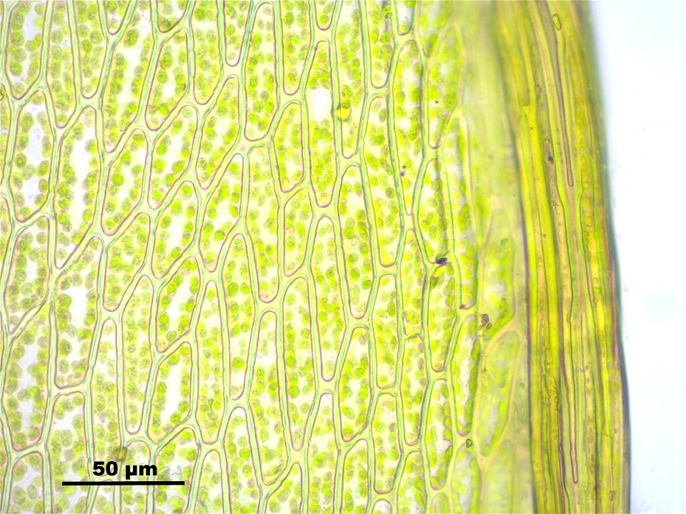 Bryum pseudotriquetrum