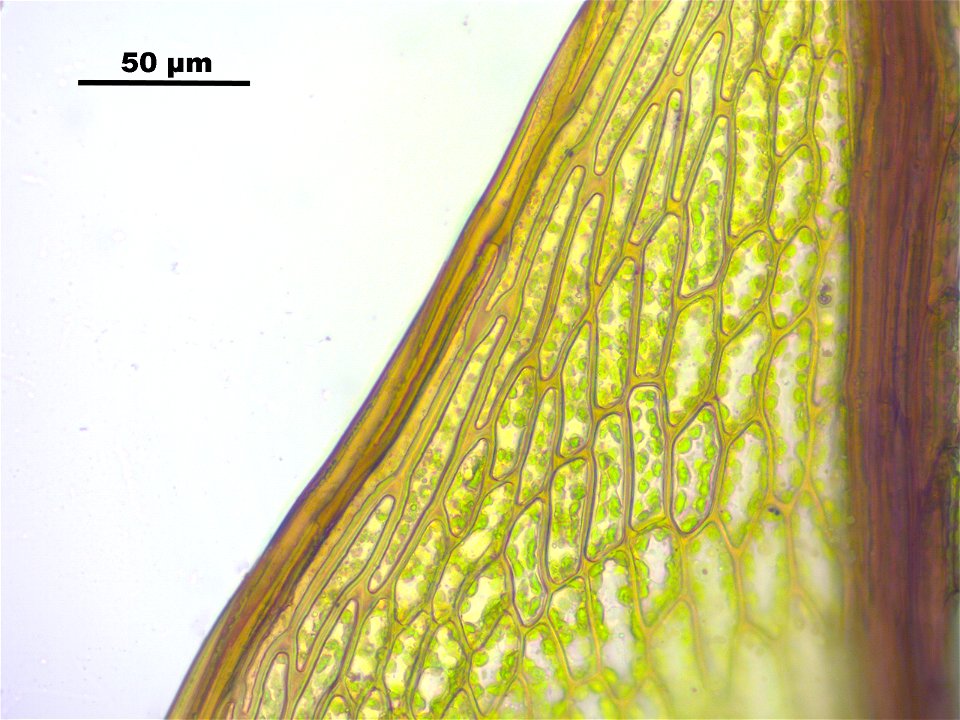 Bryum pseudotriquetrum