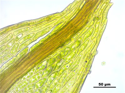 Bryum pseudotriquetrum