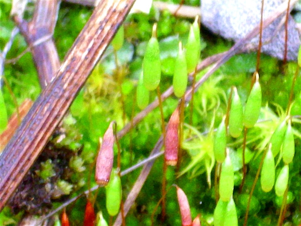 Bryum pseudotriquetrum Apothecium close up, Sierra Madrona, Spain