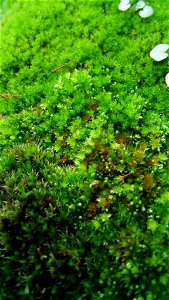 Capillary Thread-moss (Ptychostomum capillare)