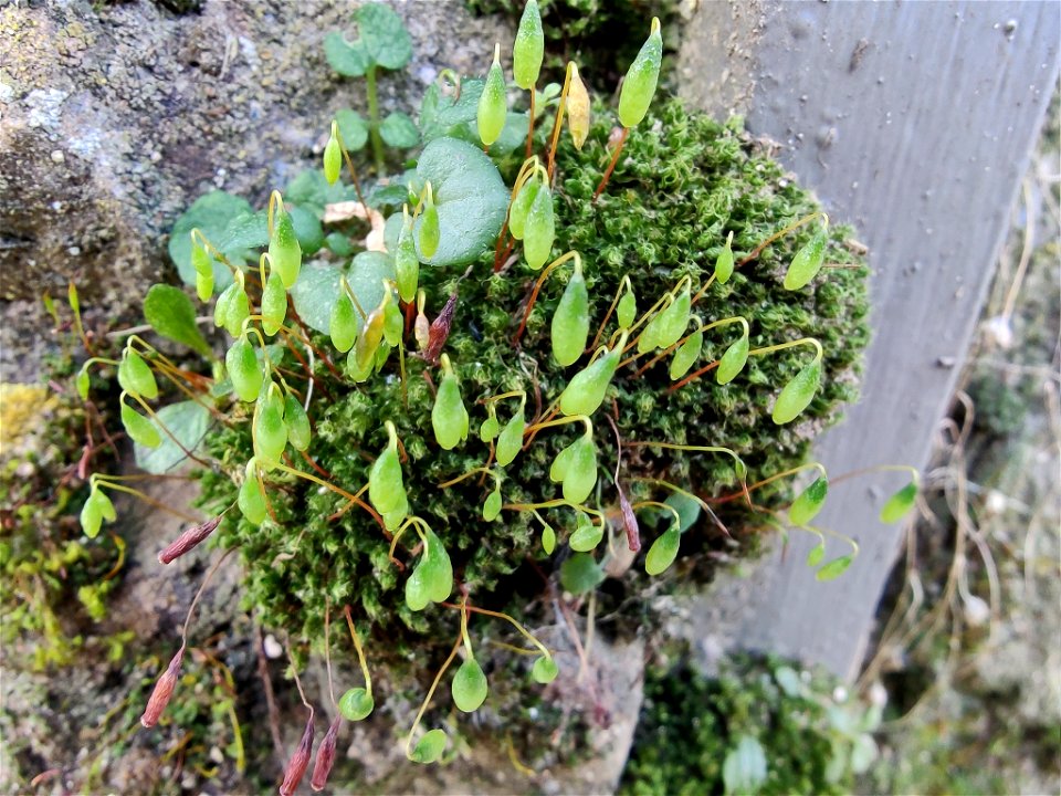 Capillary Thread-moss (Ptychostomum capillare)