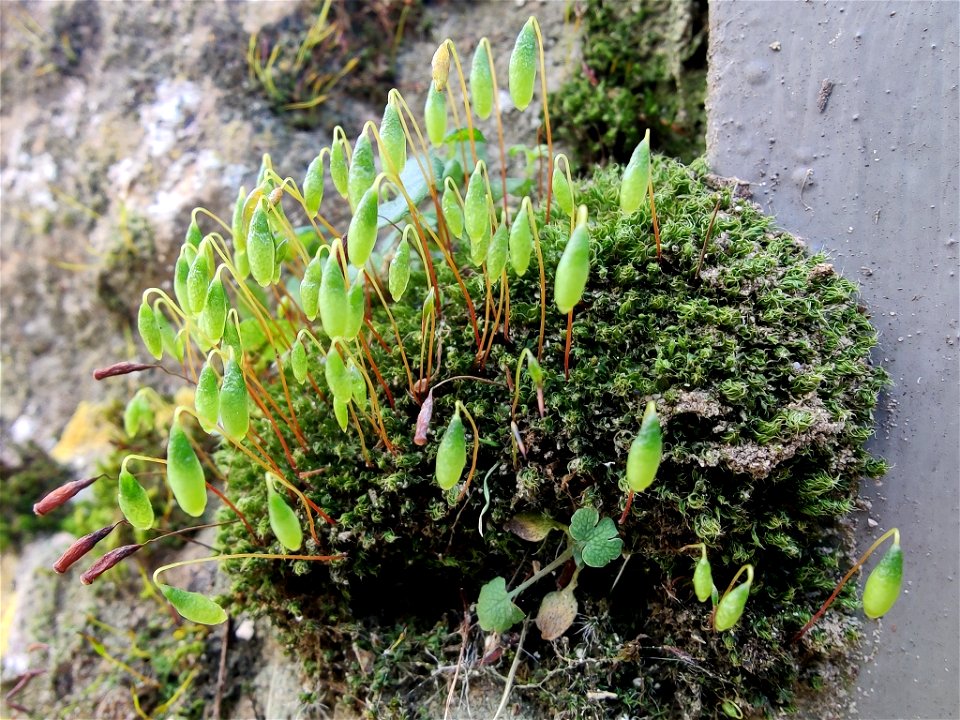 Capillary Thread-moss (Ptychostomum capillare)