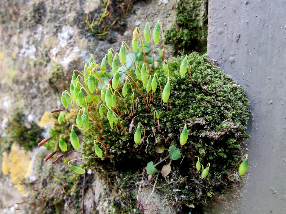 Capillary Thread-moss (Ptychostomum capillare)
