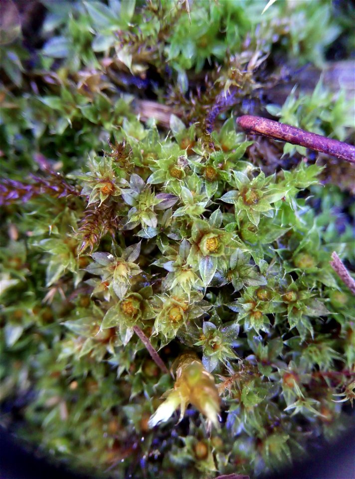 Capillary Thread-moss (Ptychostomum capillare)