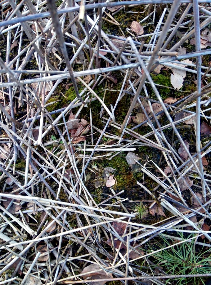 Capillary Thread-moss (Ptychostomum capillare)