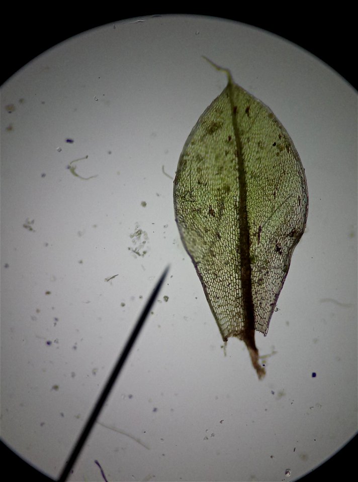 Capillary Thread-moss (Ptychostomum capillare)