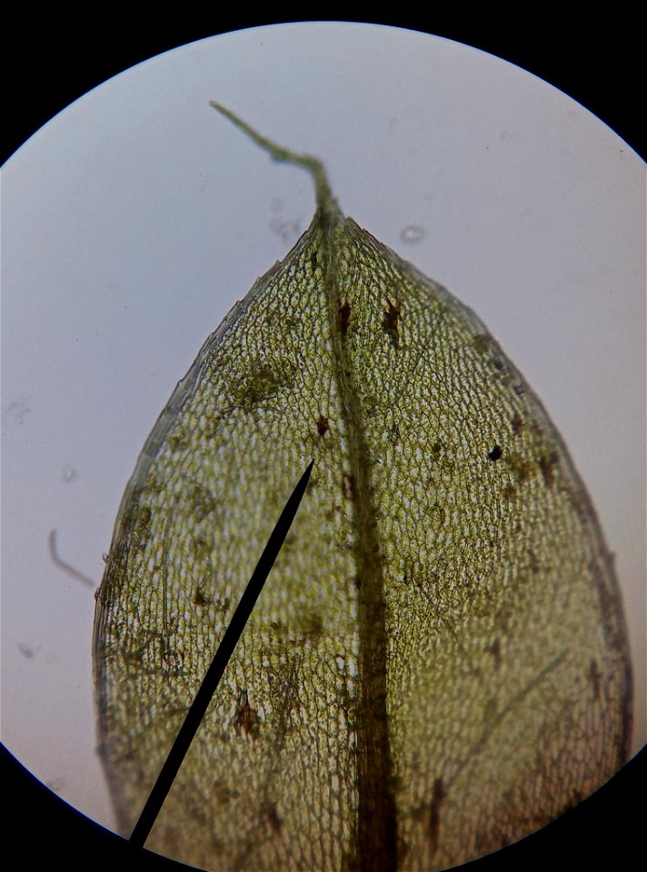 Capillary Thread-moss (Ptychostomum capillare)