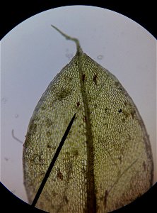 Capillary Thread-moss (Ptychostomum capillare)