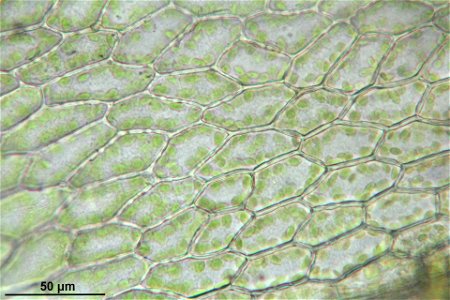 Bryum elegans