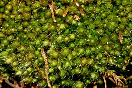 Bryum elegans