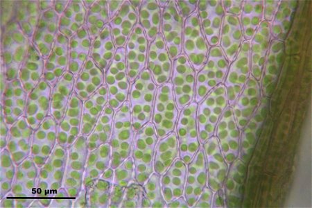 Bryum elegans