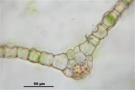Bryum elegans