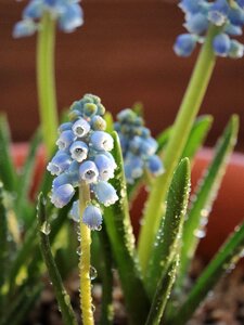 Jet the water cycle blue flower photo