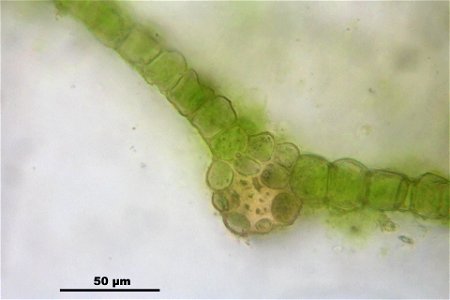 Bryum elegans