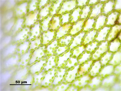 Bryum elegans