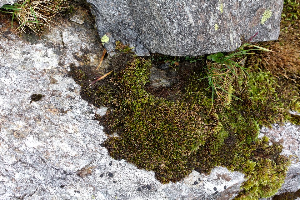 Anomobryum julaceum