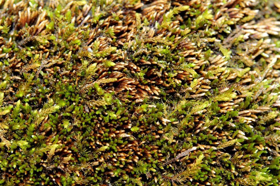Anomobryum julaceum