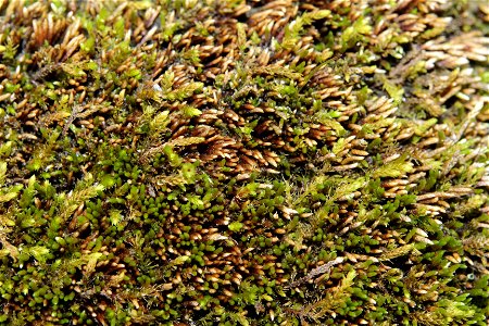 Anomobryum julaceum