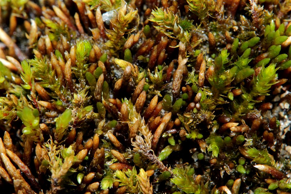 Anomobryum julaceum