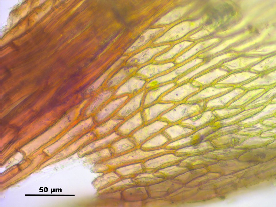 Anomobryum julaceum