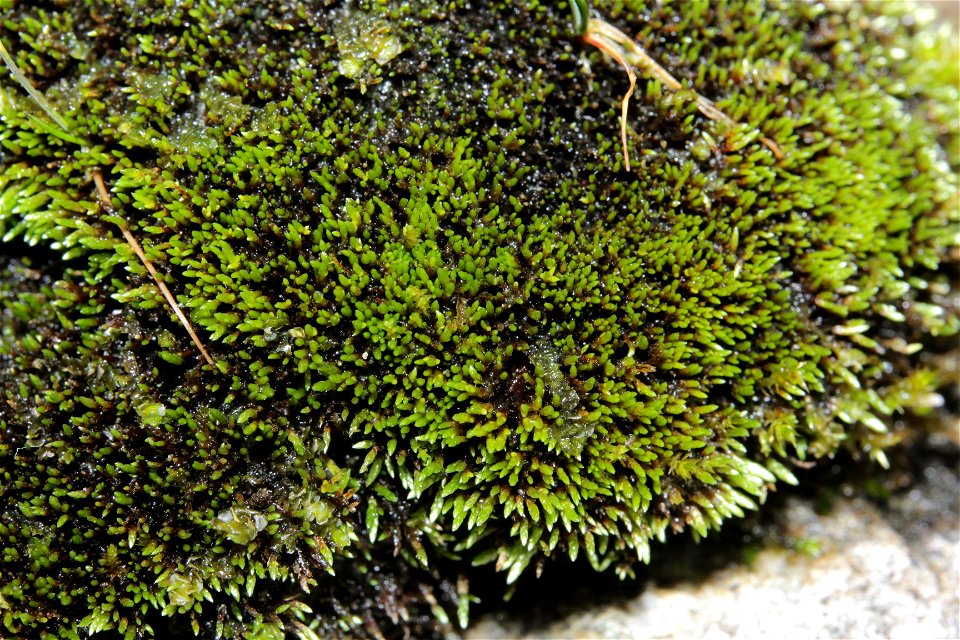 Anomobryum julaceum