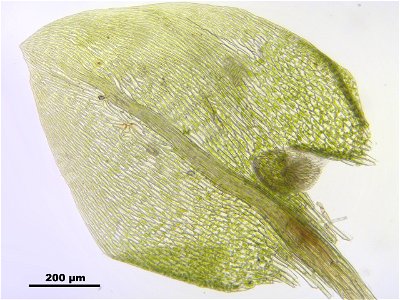 Anomobryum julaceum