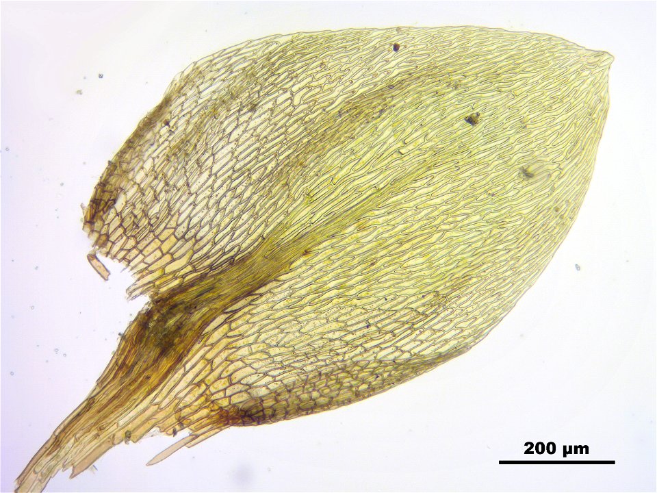 Anomobryum julaceum