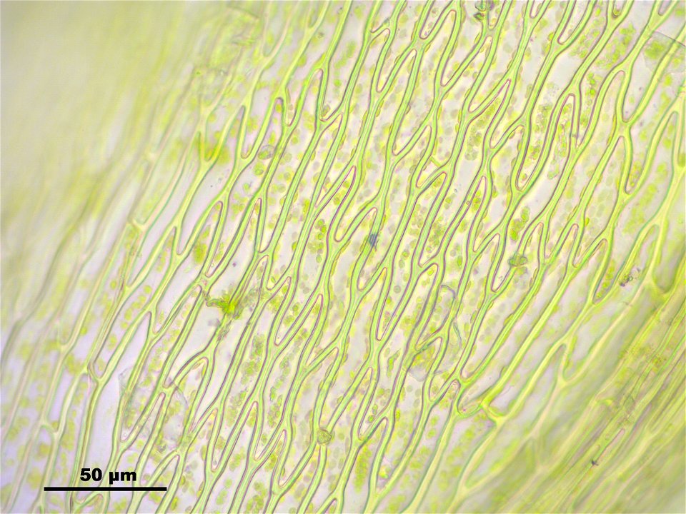 Anomobryum julaceum