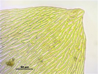 Anomobryum julaceum