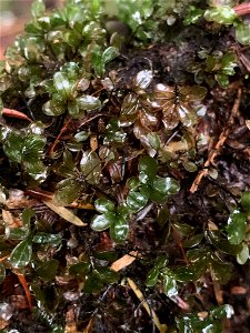 fan moss (Rhizomnium glabrescens)