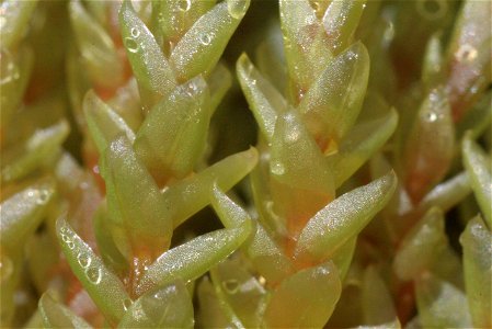 Bryum schleicheri