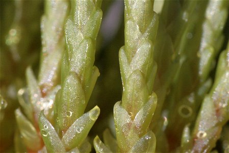 Bryum schleicheri