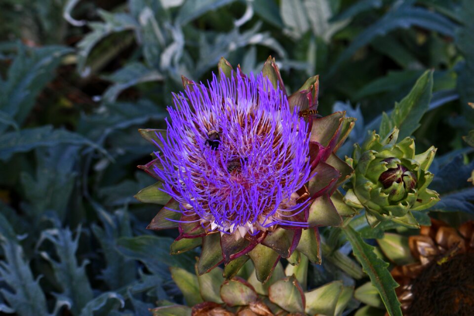 Botany nature plants