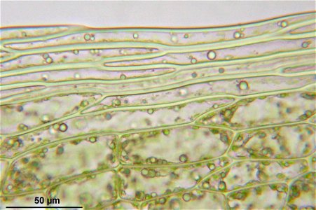 Bryum schleicheri