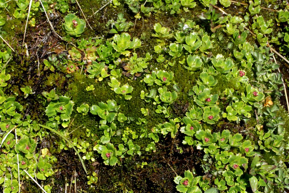 Bryum schleicheri