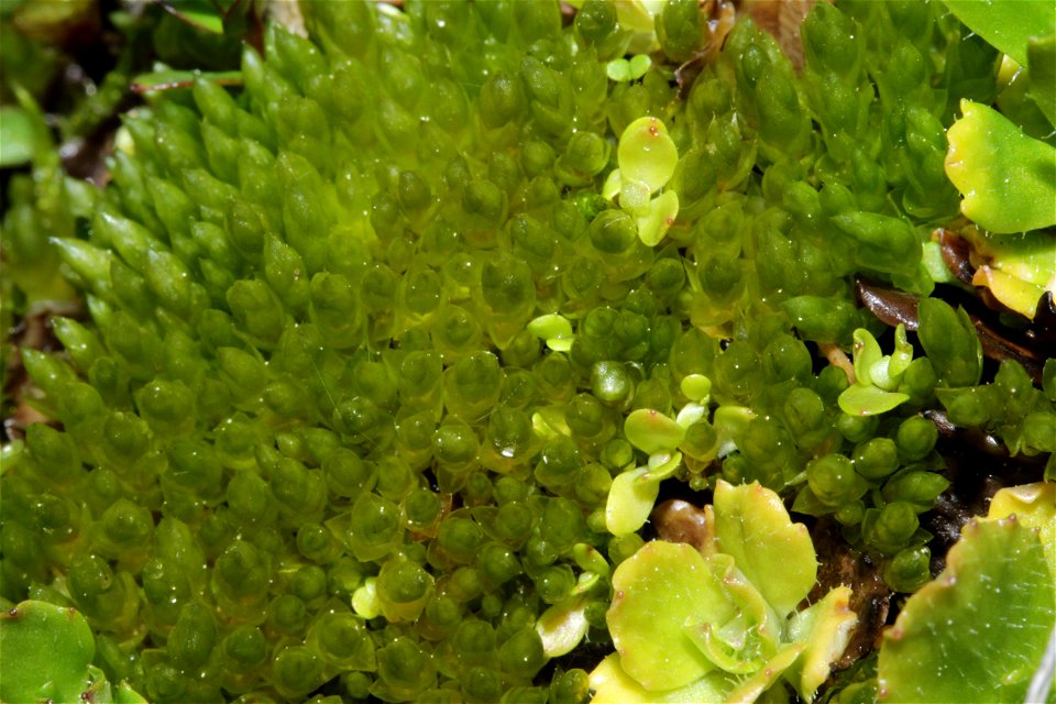 Bryum schleicheri