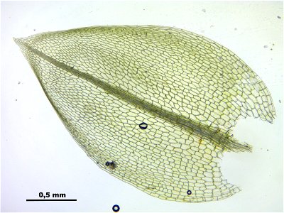Bryum schleicheri