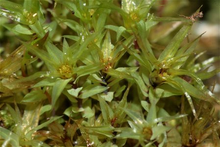 Pohlia cruda