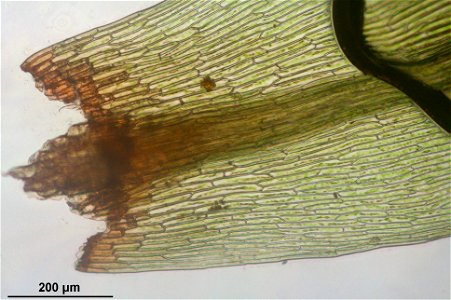 Pohlia cruda