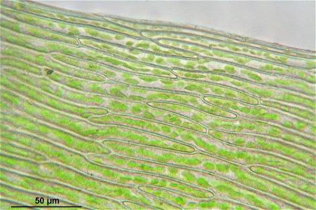 Pohlia cruda