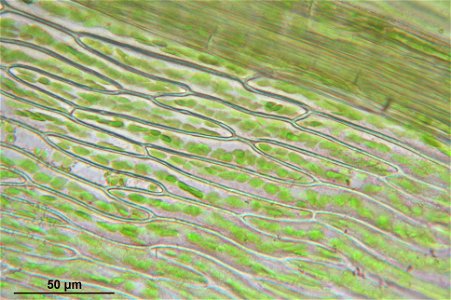 Pohlia cruda