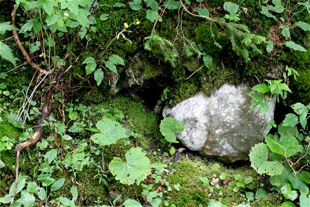 Pohlia cruda