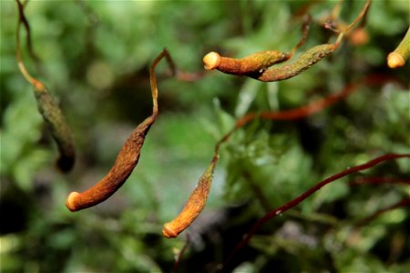 Pohlia cruda