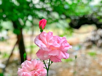 Leaves summer petals photo