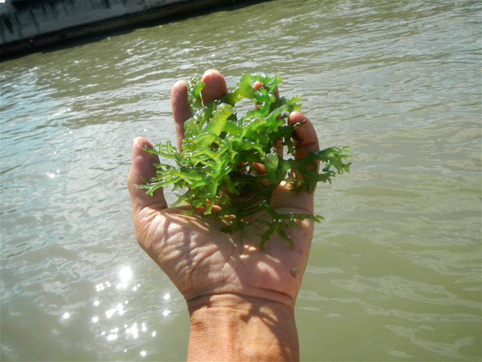 Caulerpa lentillifera   sea grapes or green caviar umi-budō (海ぶどう), Arosep
Edible seaweed  Medicinal plants Pagkaing-dagat Biyolohiyang pandagat