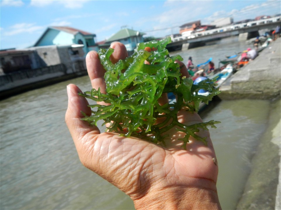 Caulerpa lentillifera   sea grapes or green caviar umi-budō (海ぶどう), Arosep
Edible seaweed  Medicinal plants Pagkaing-dagat Biyolohiyang pandagat
