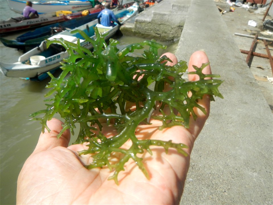 Caulerpa lentillifera   sea grapes or green caviar umi-budō (海ぶどう), Arosep
Edible seaweed  Medicinal plants Pagkaing-dagat Biyolohiyang pandagat