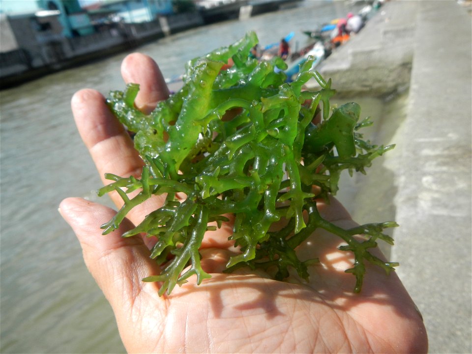 Caulerpa lentillifera   sea grapes or green caviar umi-budō (海ぶどう), Arosep
Edible seaweed  Medicinal plants Pagkaing-dagat Biyolohiyang pandagat