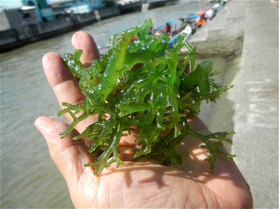 Caulerpa lentillifera   sea grapes or green caviar umi-budō (海ぶどう), Arosep
Edible seaweed  Medicinal plants Pagkaing-dagat Biyolohiyang pandagat